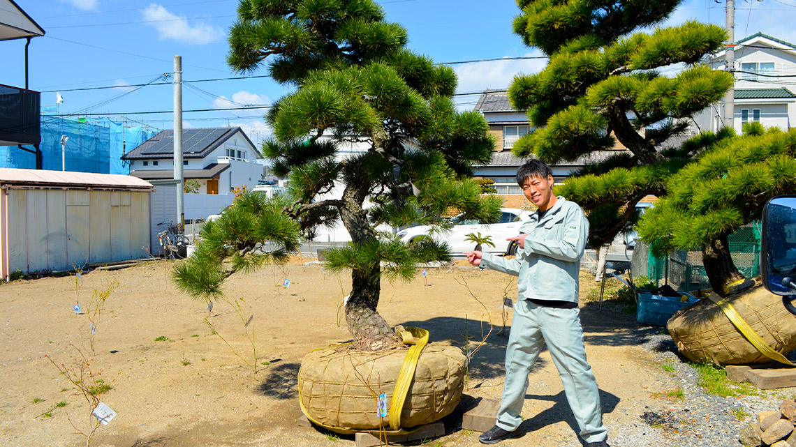 植木買取、販売、設置